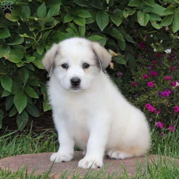 Pansy, Great Pyrenees Puppy